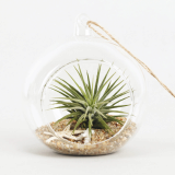 Air Plants Tillandsia DIY Terrarium Kit _ Ionantha Mini Beach _ by Joinflower Joinfolia